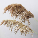 Dried Natural Pampas Plants