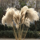 Dried Flower Reeds Ornament