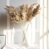 Dried Natural Pampas Plants